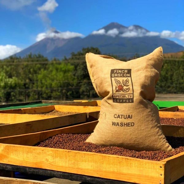 Finca Gasco Coffee Farm